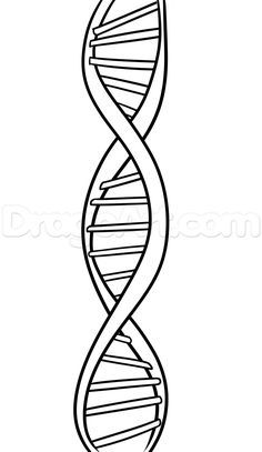 236x407 How To Draw Dna, Step By Step, Anatomy, People, Free Online - Dna Structure Sketch