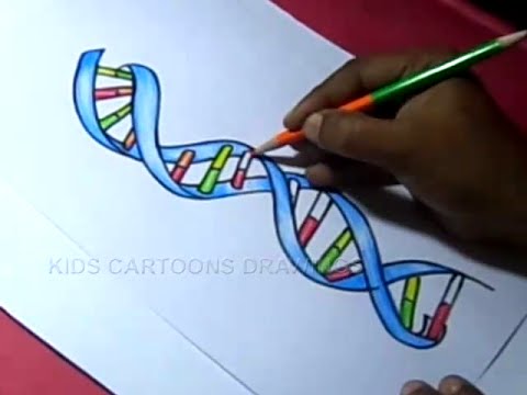 480x360 How To Draw Dna Structure Color Drawing For Kids - Dna Structure Sketch