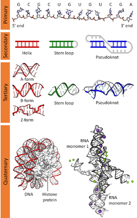 270x429 Nucleic Acid Structure - Dna Structure Sketch
