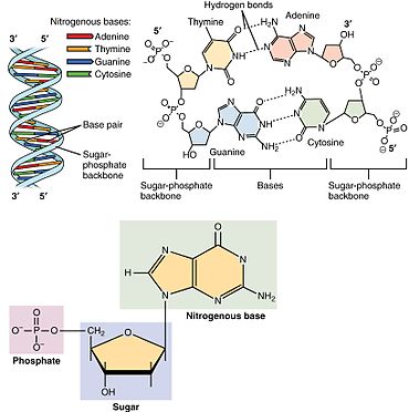 370x372 Nucleotide - Dna Structure Sketch