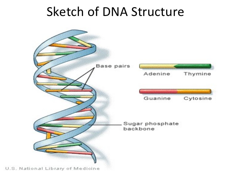 728x546 Sketch Of Dna - Dna Structure Sketch