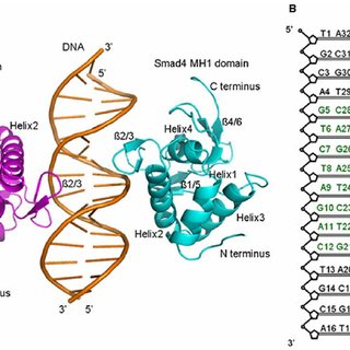 320x320 Structure Of Smad1 Mh1 And Smad4 Mh1 Bound To Dna And Sketch Of - Dna Structure Sketch