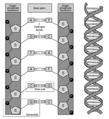 427x466 The Structure Of Dna - Dna Structure Sketch