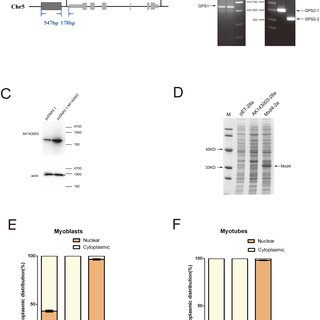 320x320 The Characteristics Of Ak143003. (A) A Sketch About The Dna - Dna Structure Sketch