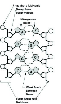 214x364 Elibrary - Dna Structure Sketch