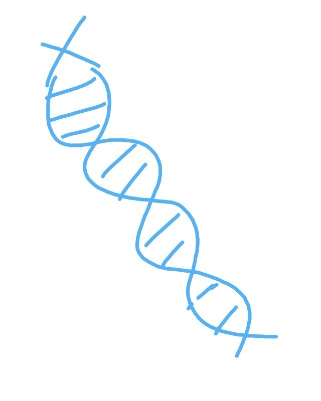 640x800 Sketch And Explain The Structure Of Dna And Various Types Of Rna - Dna Structure Sketch