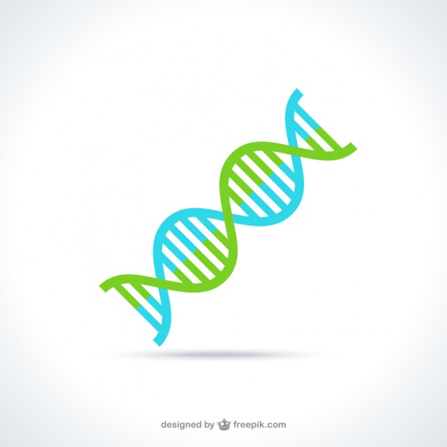 626x626 Dna Vectors, Photos And Psd Files Free Download - Dna Structure Sketch