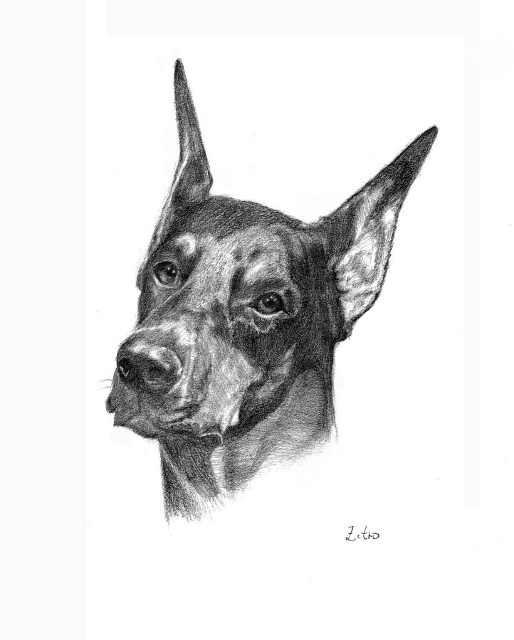 722x900 Doberman Pinscher Drawing By Lou Ortiz - Doberman Sketch