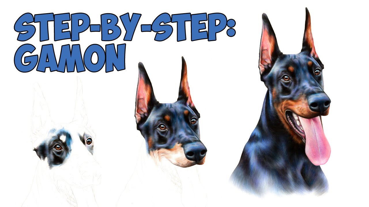 1280x720 Doberman Step By Step Drawing - Doberman Sketch