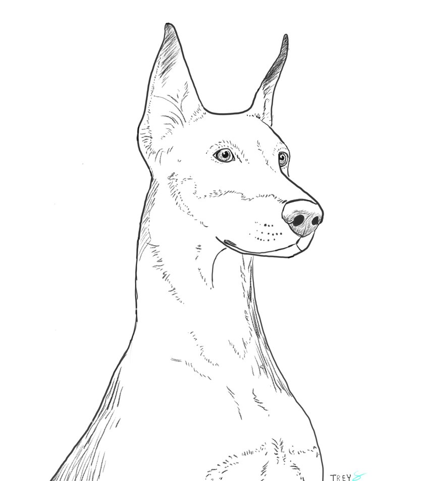838x953 Doberman Sketch Portrait By Reshiramblaze - Doberman Sketch