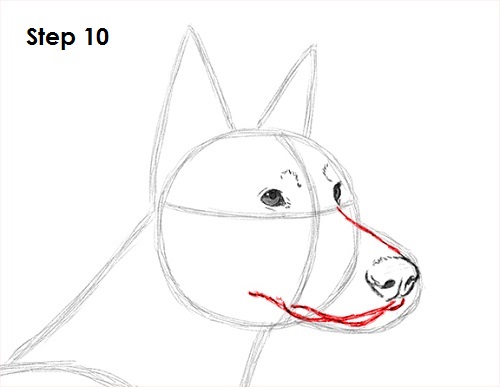 500x387 How To Draw A Doberman Pinscher - Doberman Sketch