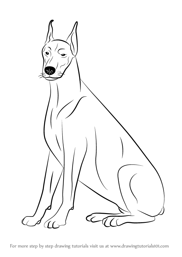 596x843 Learn How To Draw A Doberman (Dogs) Step By Step Drawing Tutorials - Doberman Sketch
