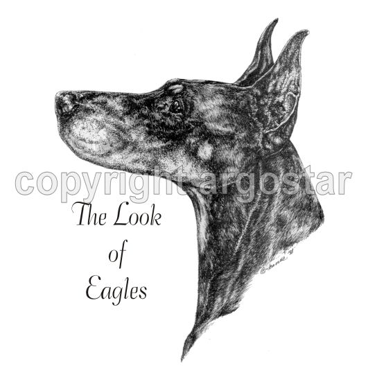 531x531 Note Cards - Doberman Sketch