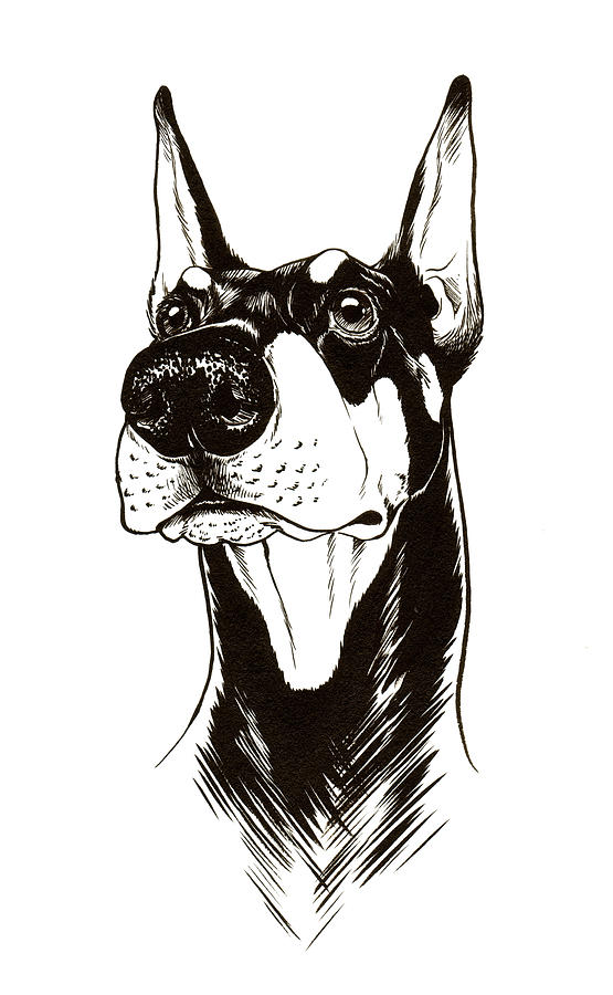 555x900 Regal Doberman Drawing By Jessica Pryor - Doberman Sketch