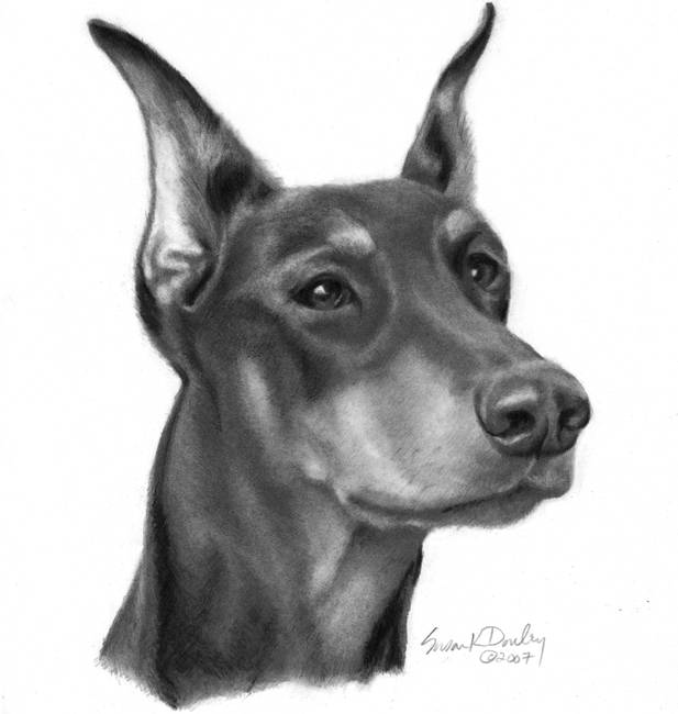 617x650 Stunning Doberman Colored Pencil Drawings And Illustrations For - Doberman Sketch