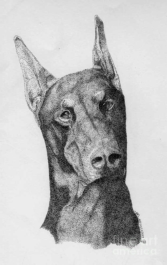 567x900 The Doberman Drawing By Lucien Van Oosten - Doberman Sketch