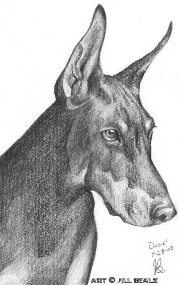 356x568 Sketch Doberman - Doberman Sketch