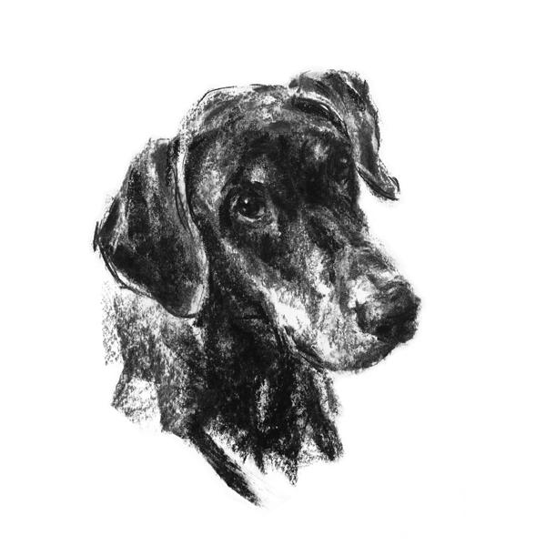 600x600 Doberman Dog Sketch Print - Doberman Sketch