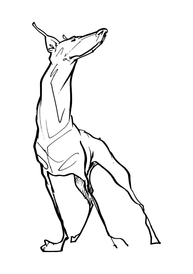 632x900 Doberman Gesture Sketch Drawing By John Lafree - Doberman Sketch