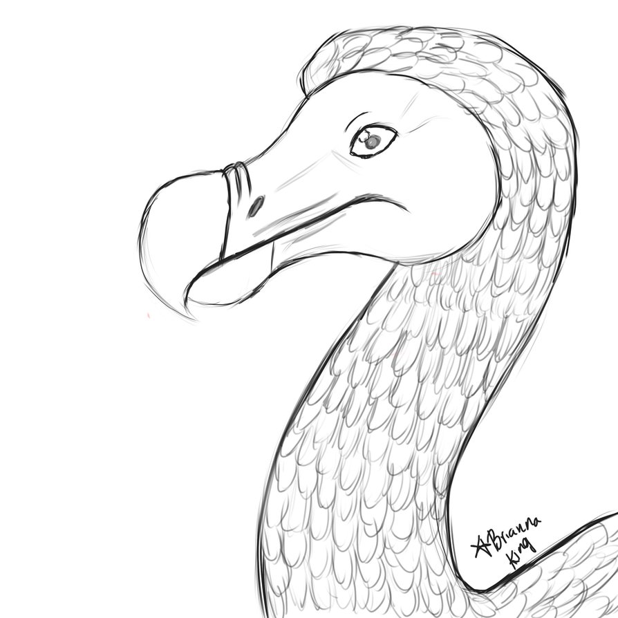 894x894 Dodo Bird Sketch By Intergrated - Dodo Bird Sketch