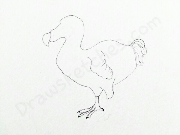 600x450 How To Draw A Dodo In A Few Easy Steps With Pictures - Dodo Bird Sketch