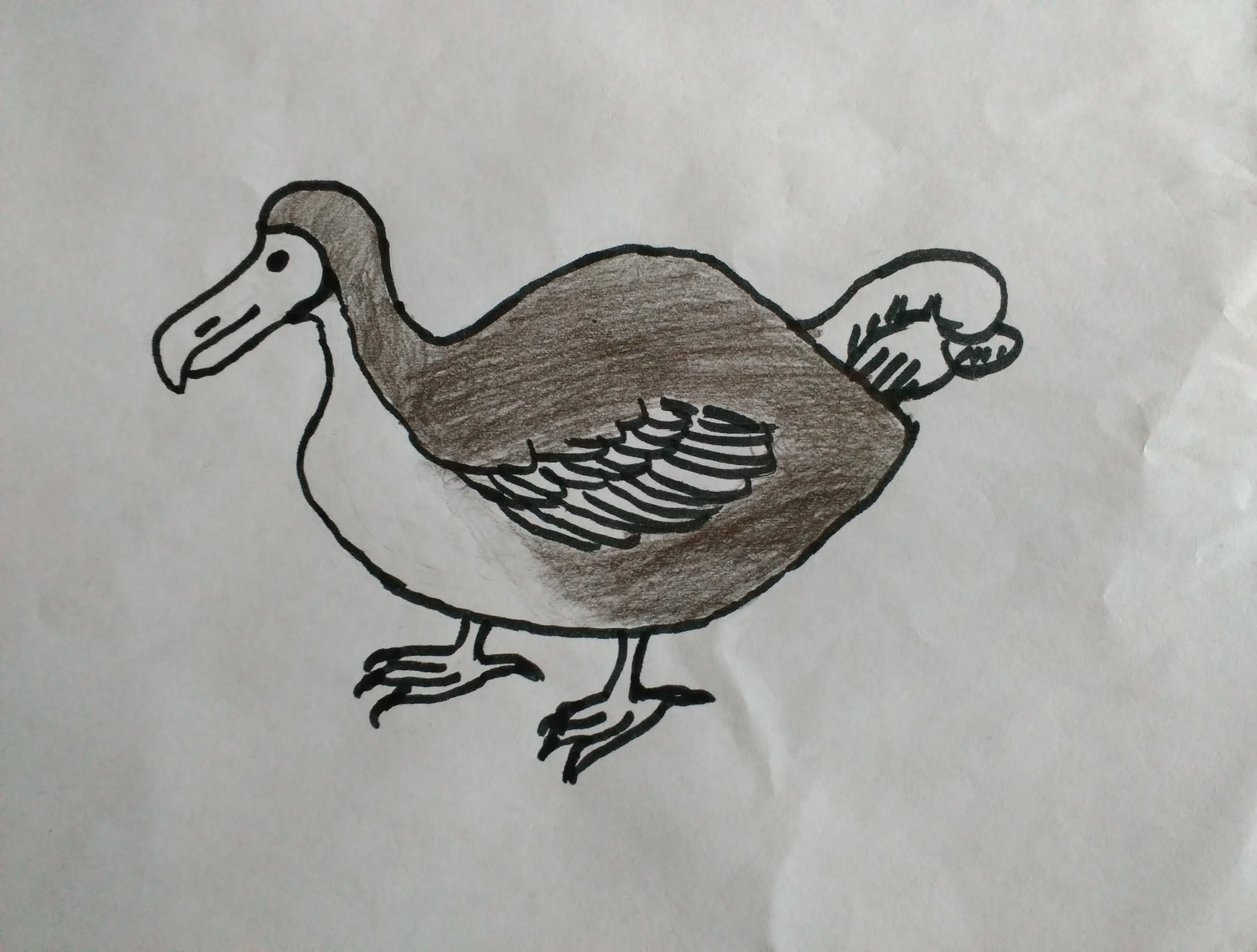 3000x2272 How To Draw A Dodo - Dodo Bird Sketch