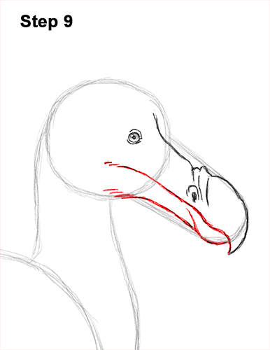 386x500 How To Draw A Dodo - Dodo Bird Sketch