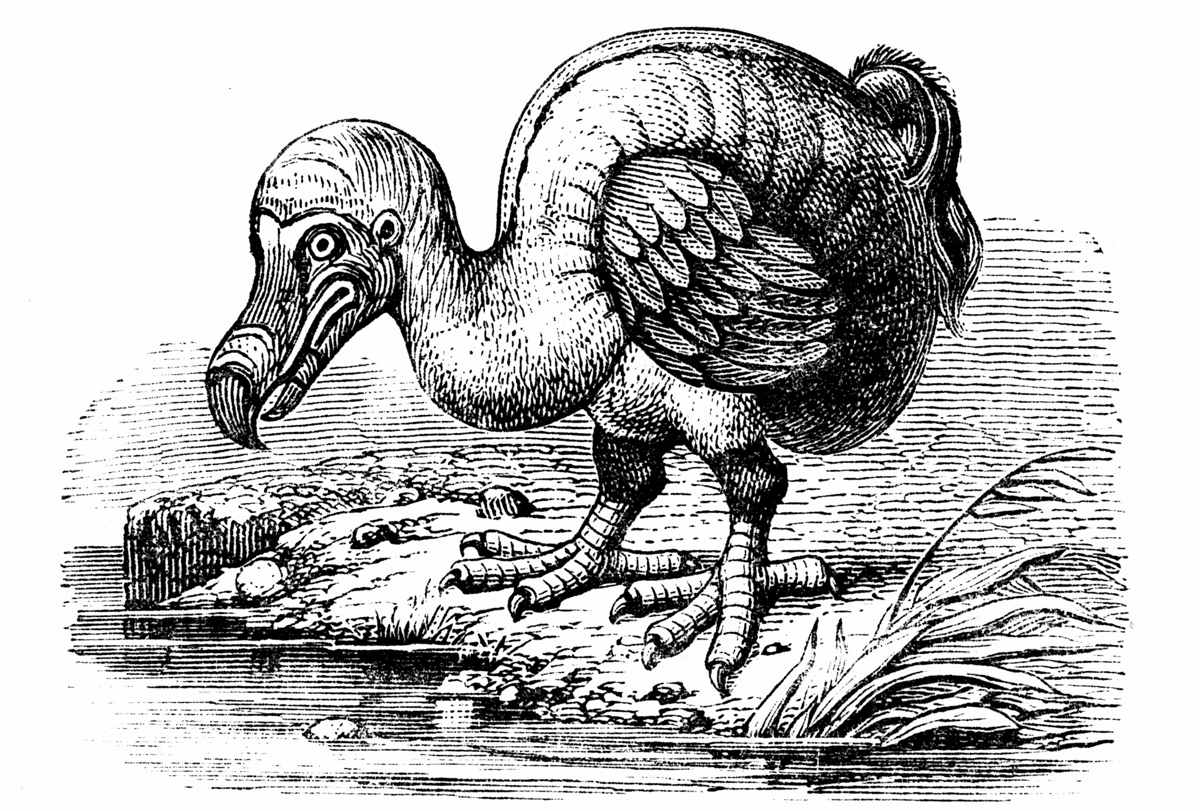 1200x811 Insanely Shocking Facts About The Extinct Dodo Bird - Dodo Bird Sketch