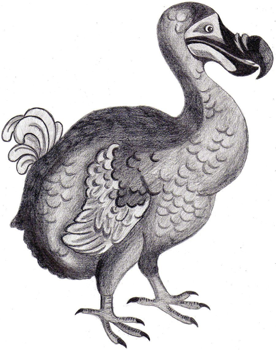 900x1138 Dodo Bird! My Daddy Used To Draw These On Our Hands When We Were - Dodo Bird Sketch