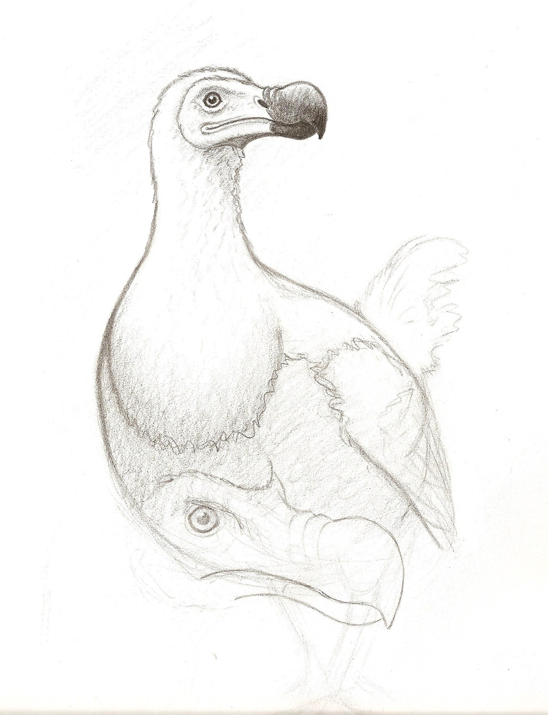 1846x2408 Dodo Sketch - Dodo Sketch