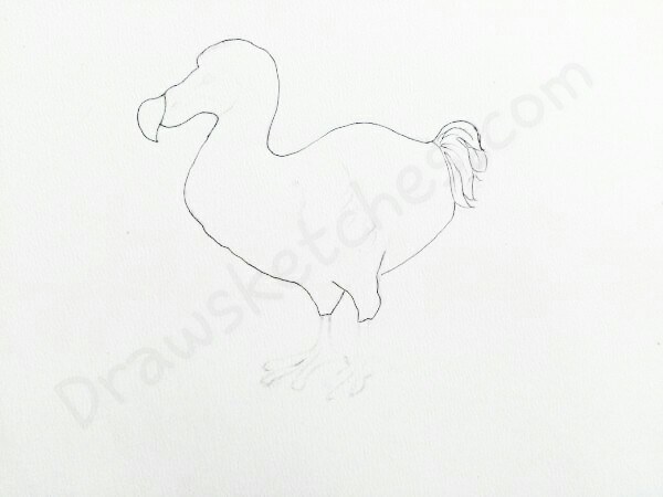 600x450 How To Draw A Dodo In A Few Easy Steps With Pictures - Dodo Sketch