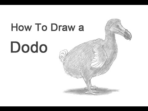 480x360 How To Draw A Dodo - Dodo Sketch