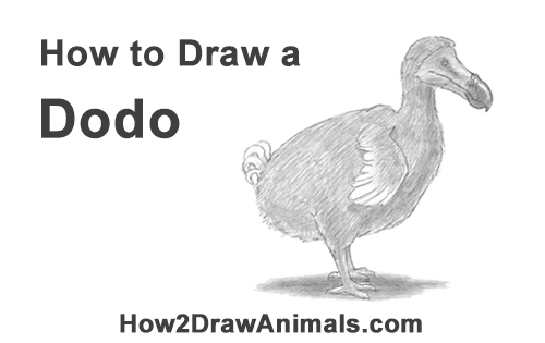 500x315 How To Draw A Dodo - Dodo Sketch