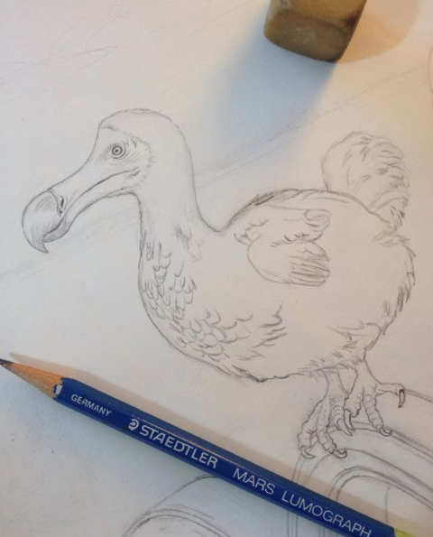 480x595 In Progress Artist Commentary - Dodo Sketch