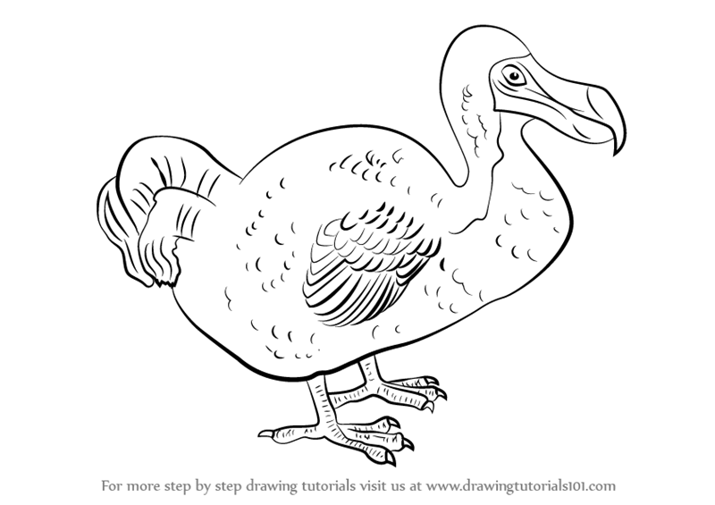 800x565 Learn How To Draw A Dodo (Birds) Step By Step Drawing Tutorials - Dodo Sketch