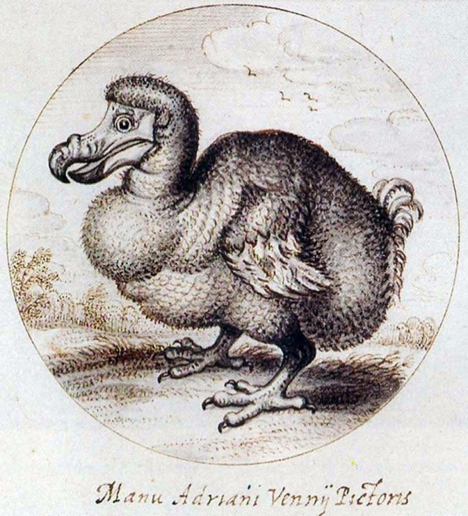 680x750 Mauritius...land Of The Dodo Just A Little Further - Dodo Sketch