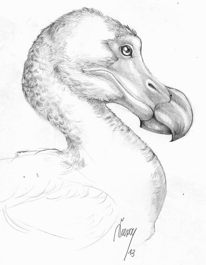 709x912 Sara - Dodo Sketch