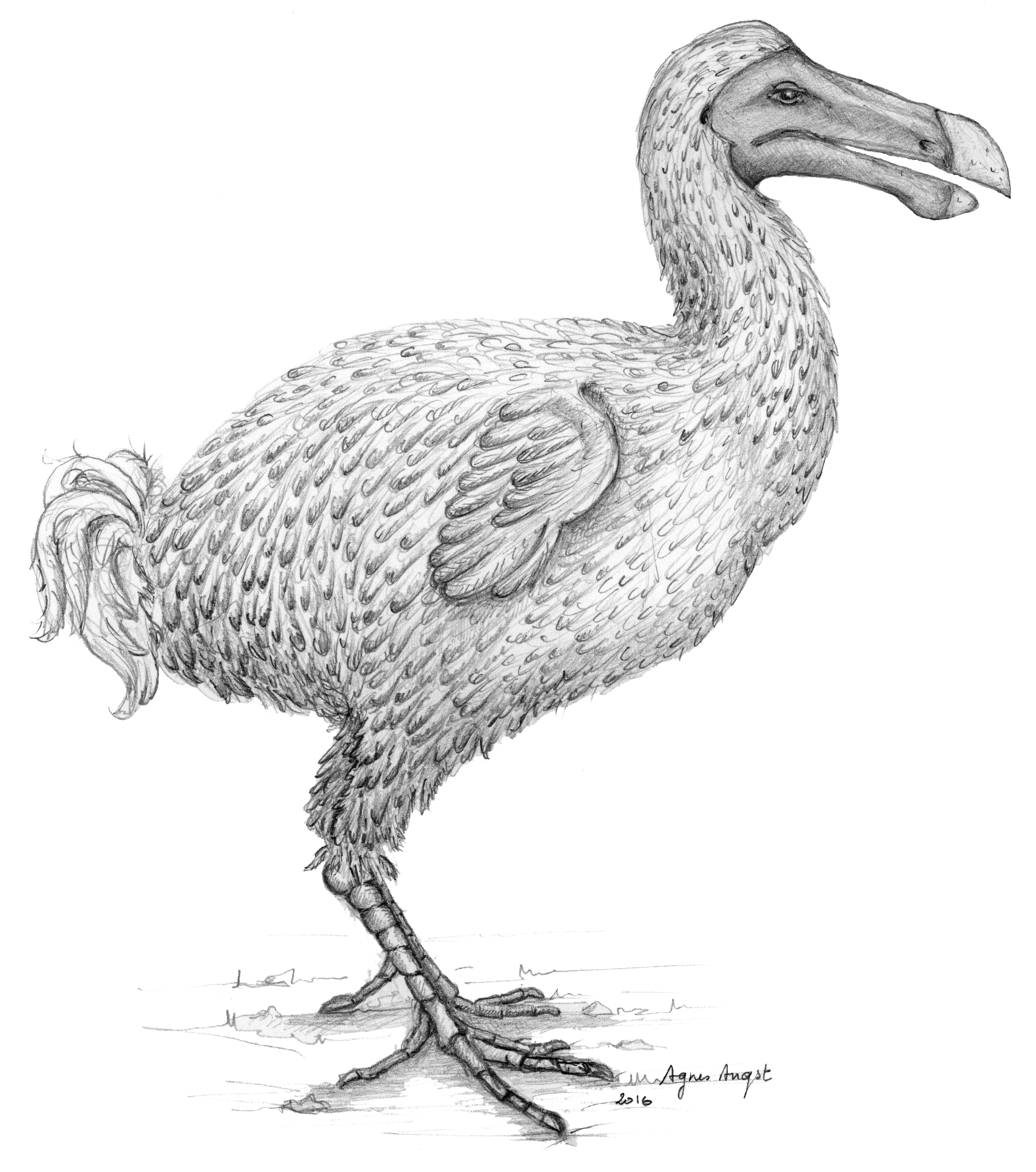 3240x3666 Secret Life Of The Dodo Revealed Uct News - Dodo Sketch