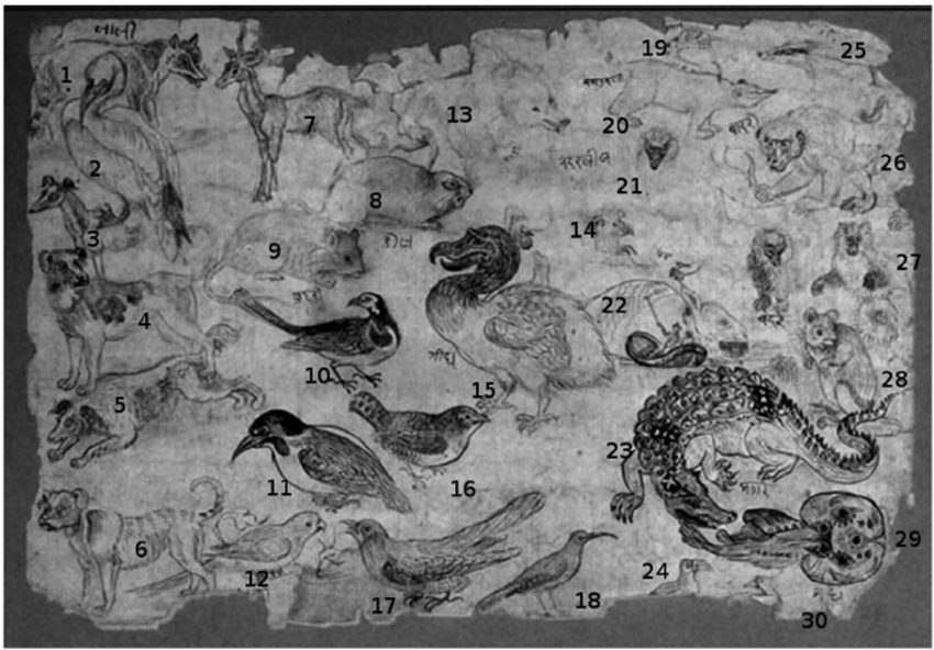 850x592 The Bundi Dodo Sketch Sheet, With Animals Numbered (For - Dodo Sketch