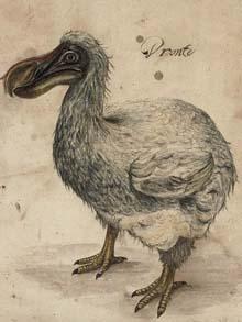 220x293 Uncovered 350 Year Old Picture Of Dodo Before It Was Extinct - Dodo Sketch