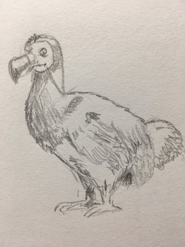 774x1032 Dodo Sketch By Dschmitz - Dodo Sketch