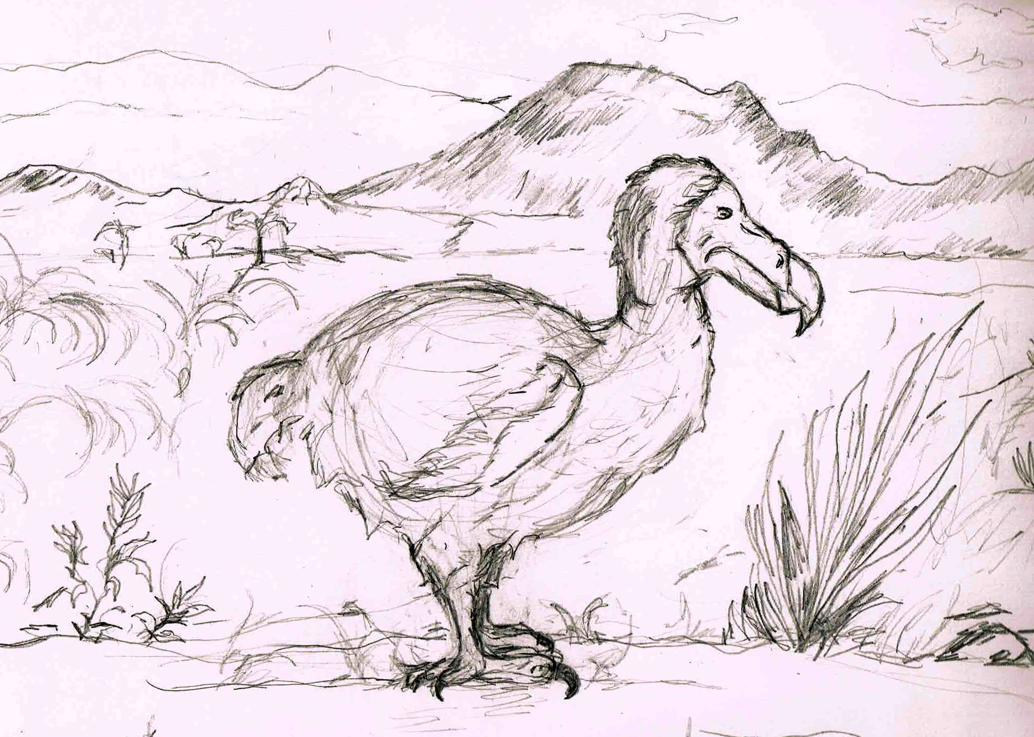 2055x1466 Dodo Cave Of Fame - Dodo Sketch