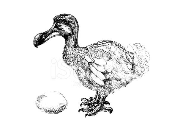 616x440 Dodo Bird Drawing With Egg Stock Vector - Dodo Sketch