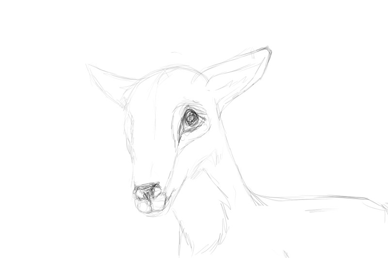 800x533 Doe Sketch. By Storm Born - Doe Sketch