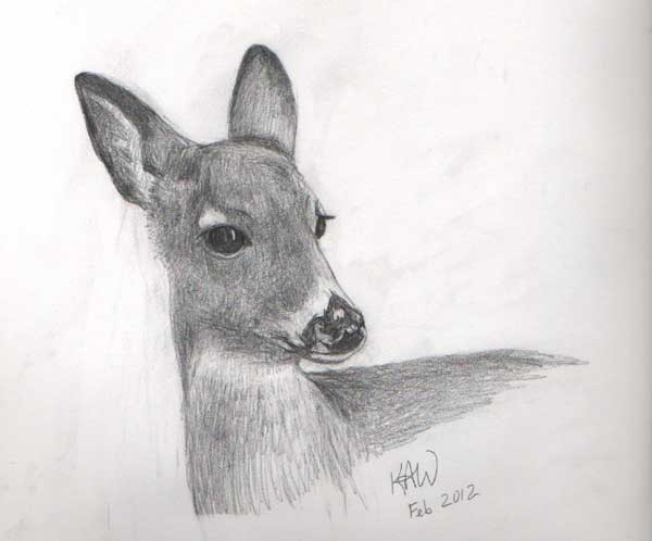 600x498 Portrait Of A Doe - Doe Sketch