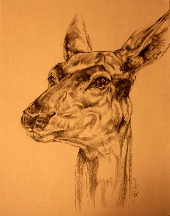 708x900 Doe Sketch Drawing By Derrick Higgins - Doe Sketch