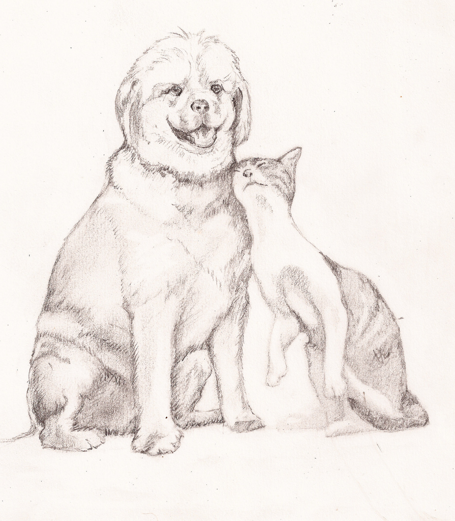 895x1024 Dog And Cat Sketch Sue Gardner - Dog And Cat Sketch