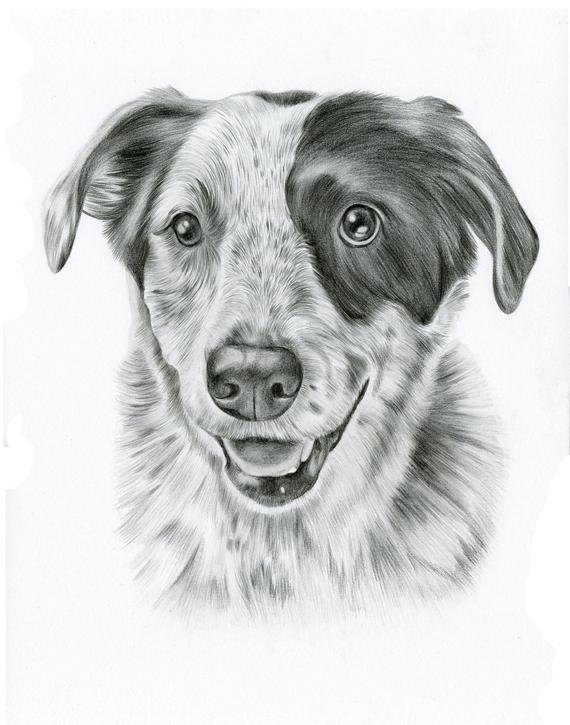 570x725 Custom Pet Drawing 11 X 14 Black And White Pencil Custom Pet Etsy - Dog Black And White Sketch