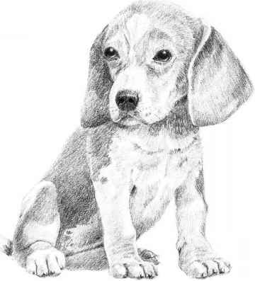 Dog Black And White Sketch at PaintingValley.com | Explore collection ...