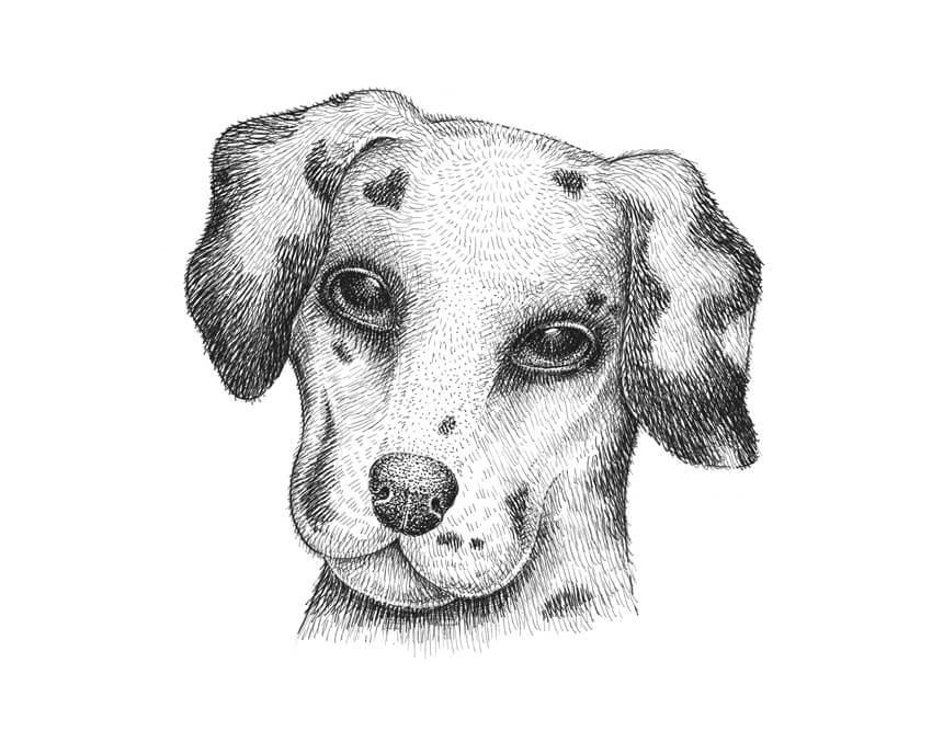 850x667 How To Draw A Dalmatian Dog - Dog Black And White Sketch